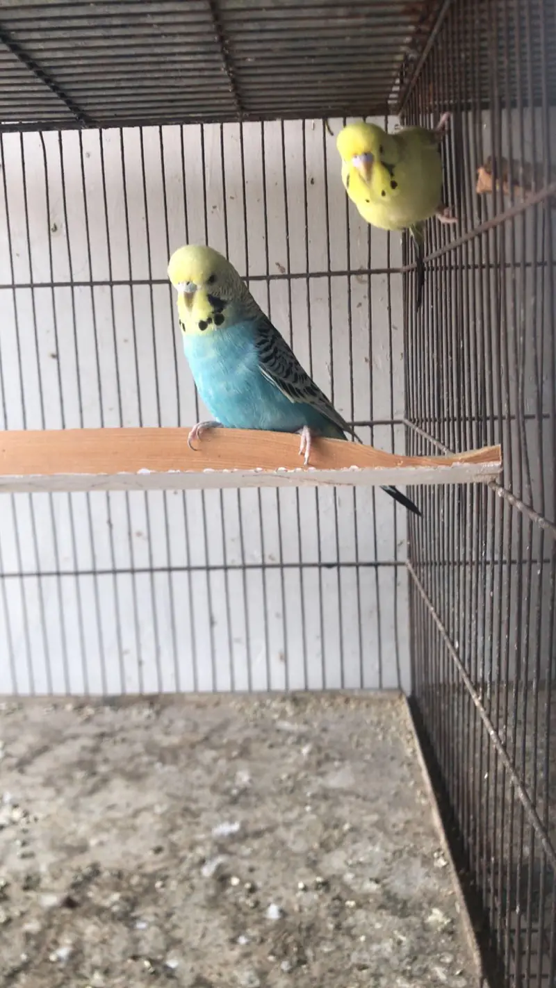 breeder pairs for sale — photo 2