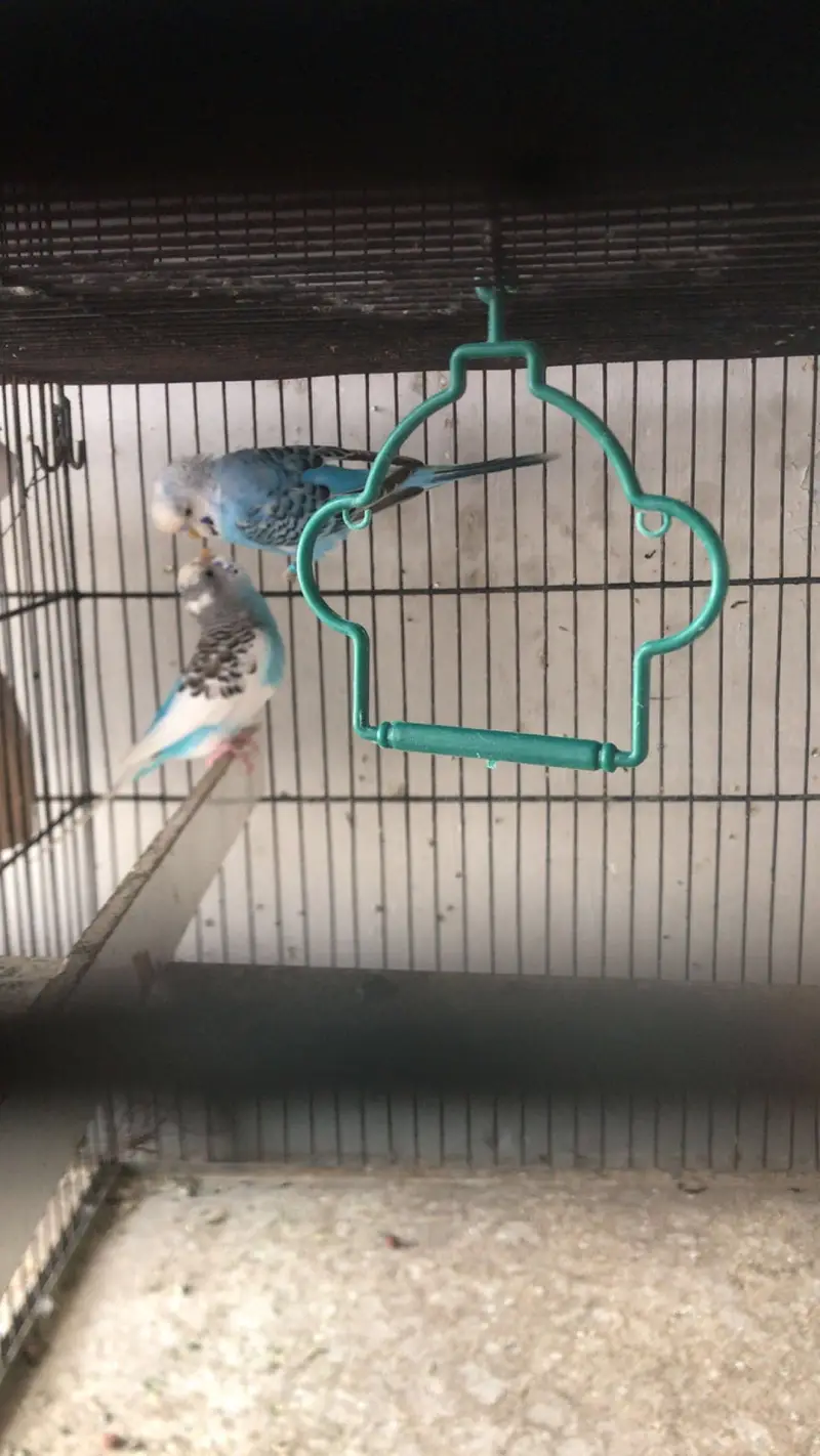 breeder pairs for sale — photo 3