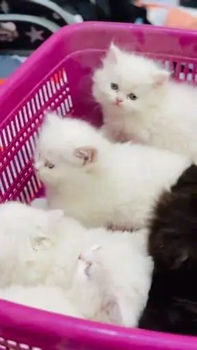 Persian cat for sale male or female my WhatsApp/0/326=24=37=162 — photo 3