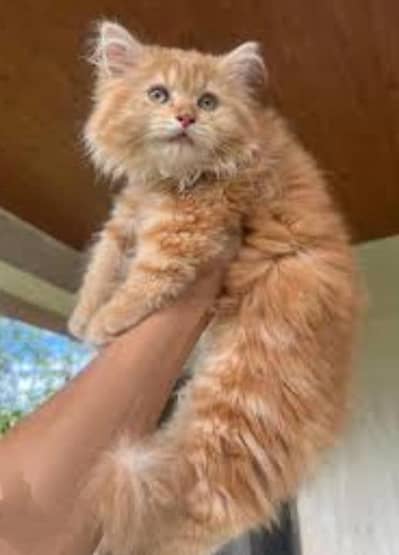 male kitten pure Persian