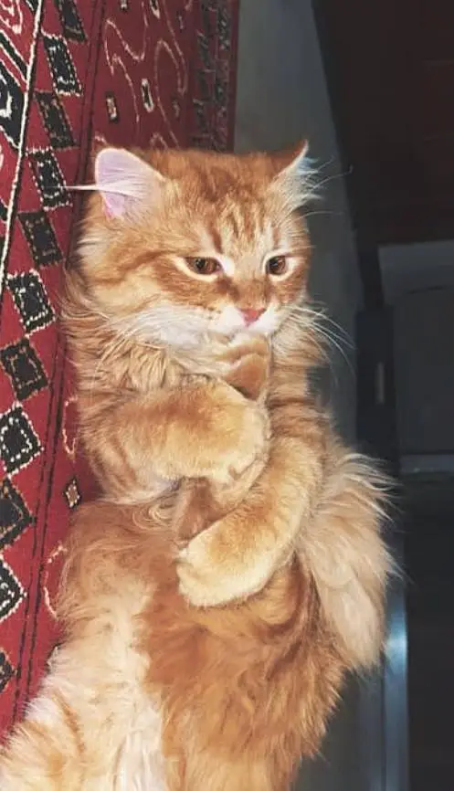 male kitten pure Persian — photo 2