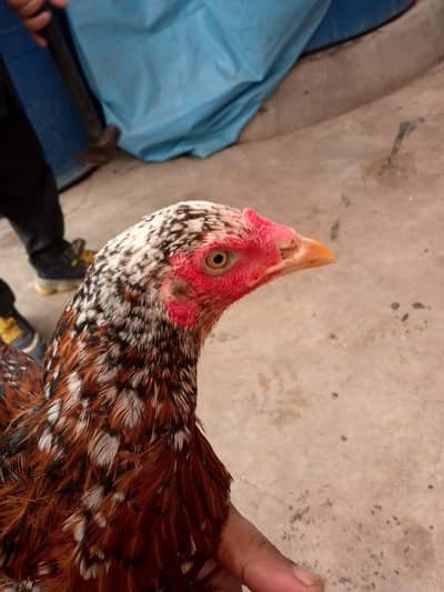 aseel murgha or murgi
