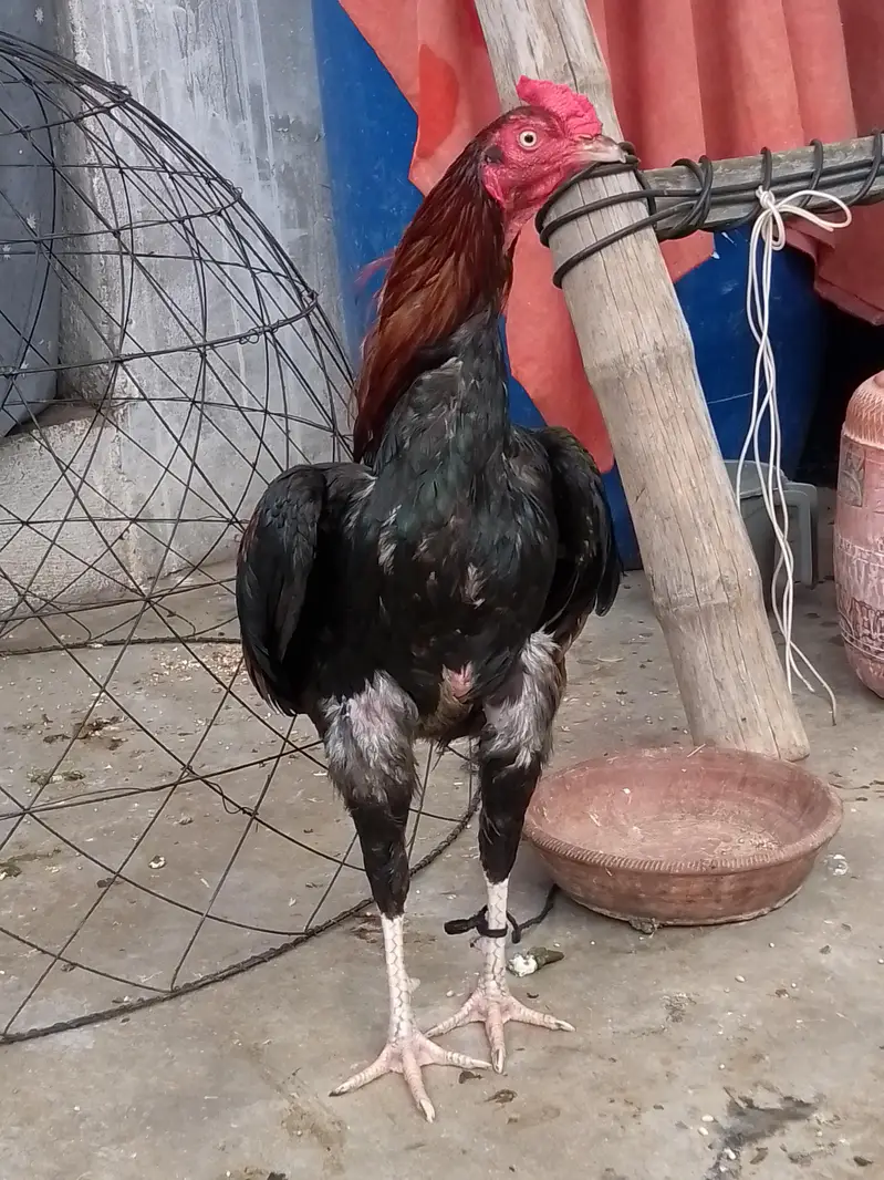 aseel murgha or murgi — photo 7