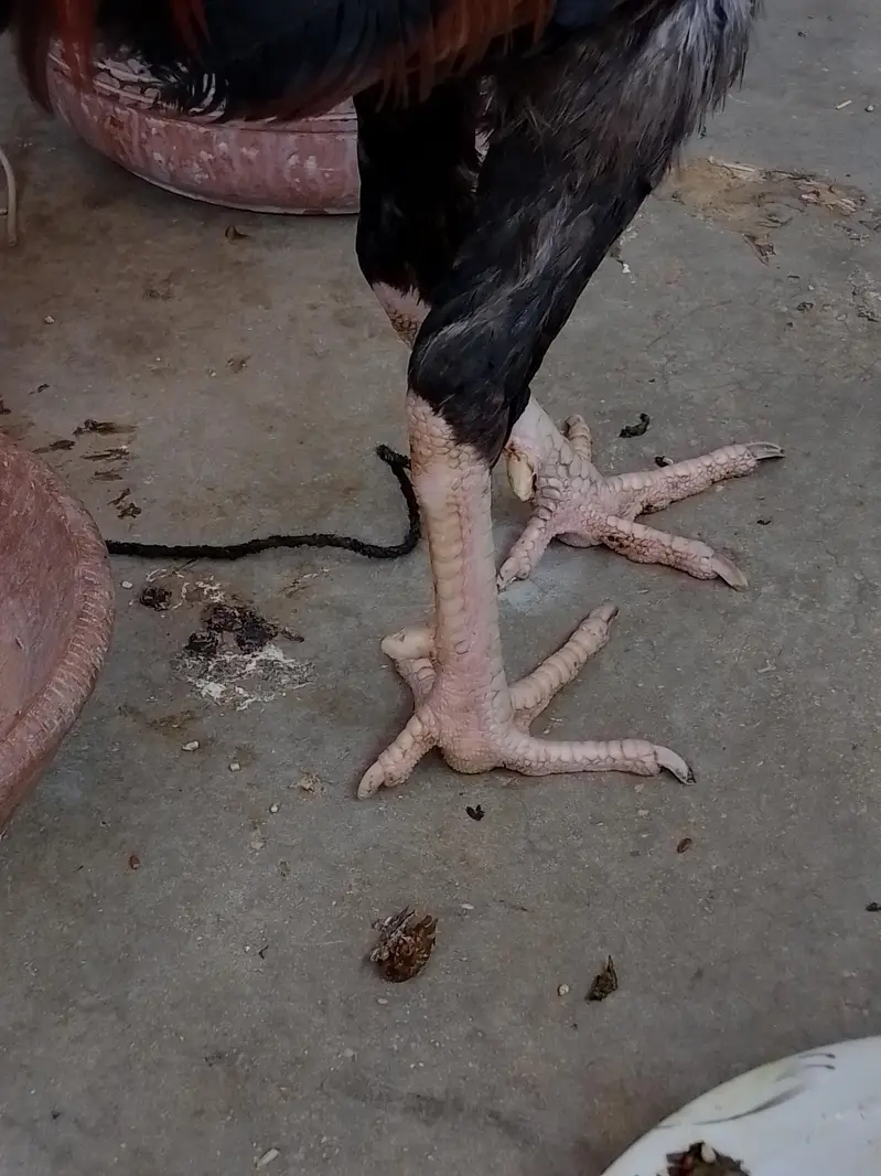 aseel murgha or murgi — photo 9