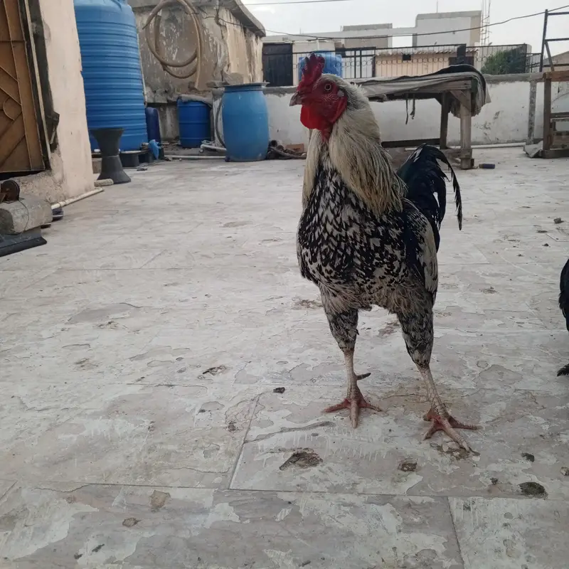 Aseel active pair — photo 2