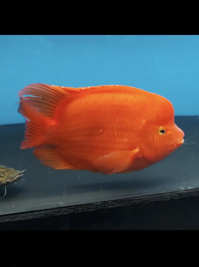Green terror 6inch , black calvus ,albino arowana 7inch ,alligator gar — photo 3