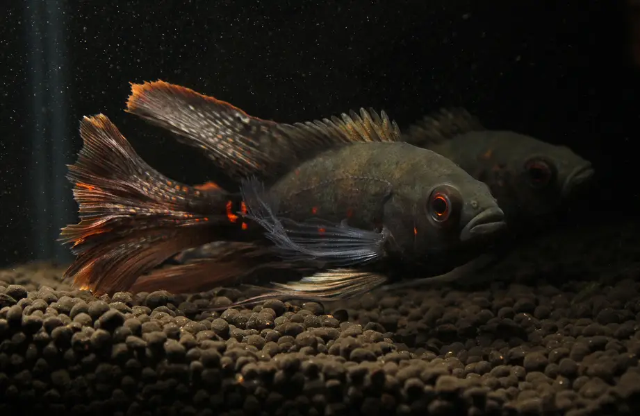 Green terror 6inch , black calvus ,albino arowana 7inch ,alligator gar — photo 5