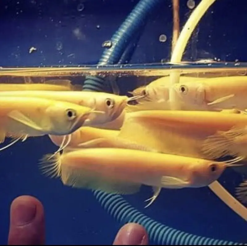 Green terror 6inch , black calvus ,albino arowana 7inch ,alligator gar — photo 8