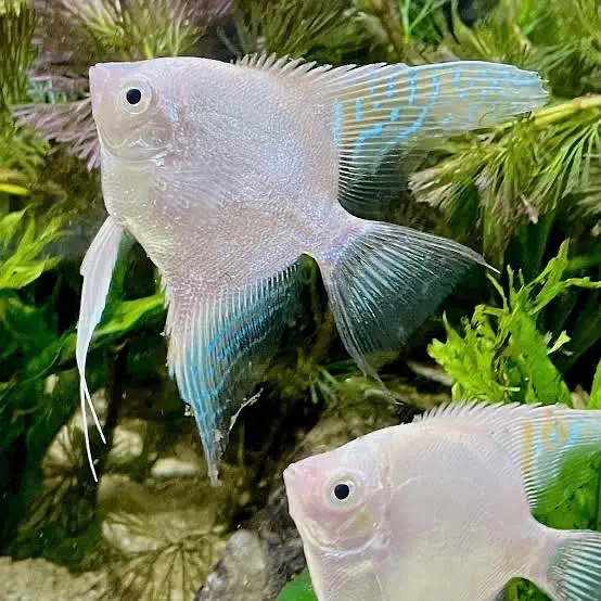 Green terror 6inch , black calvus ,albino arowana 7inch ,alligator gar — photo 9