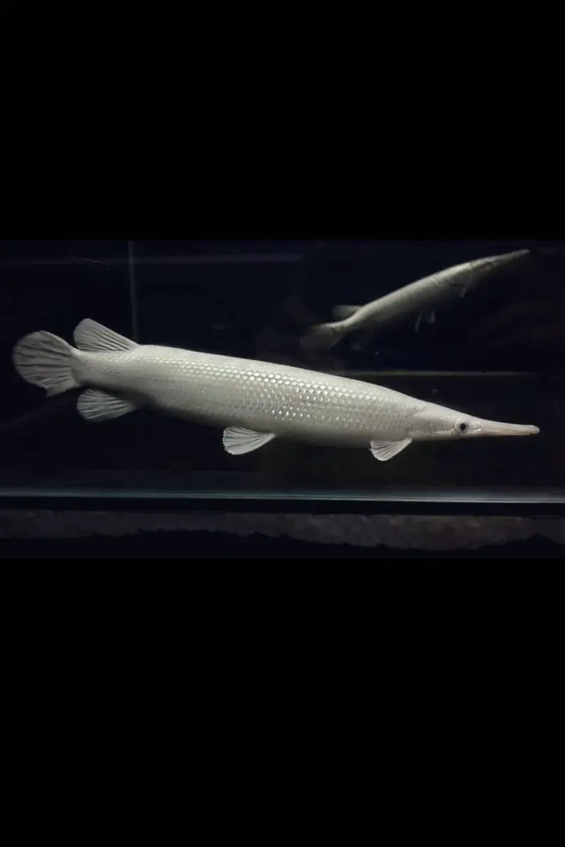 Green terror 6inch , black calvus ,albino arowana 7inch ,alligator gar — photo 12