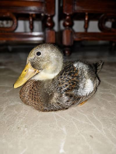 Duck Male