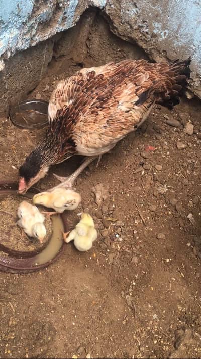 Hen with 3 chicks