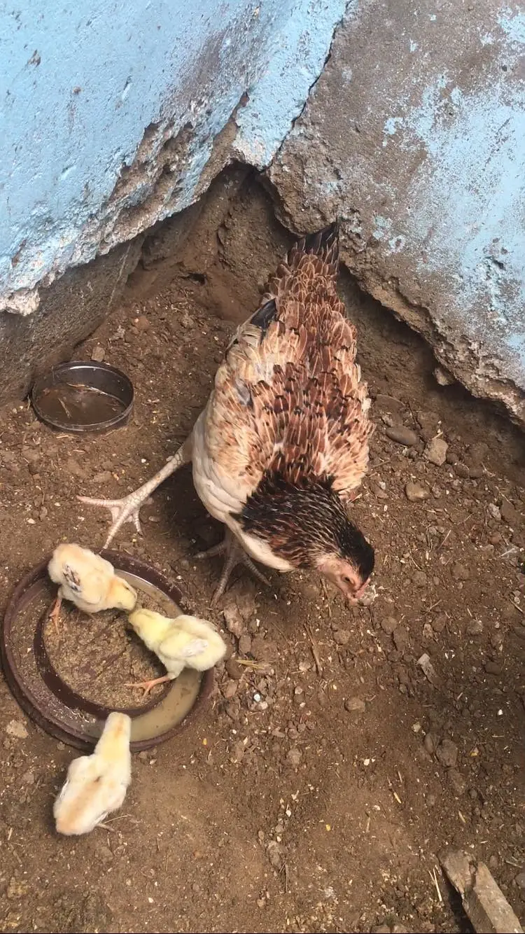 Hen with 3 chicks — photo 2