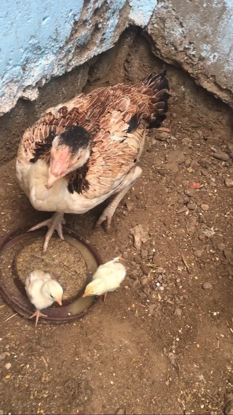 Hen with 3 chicks — photo 3