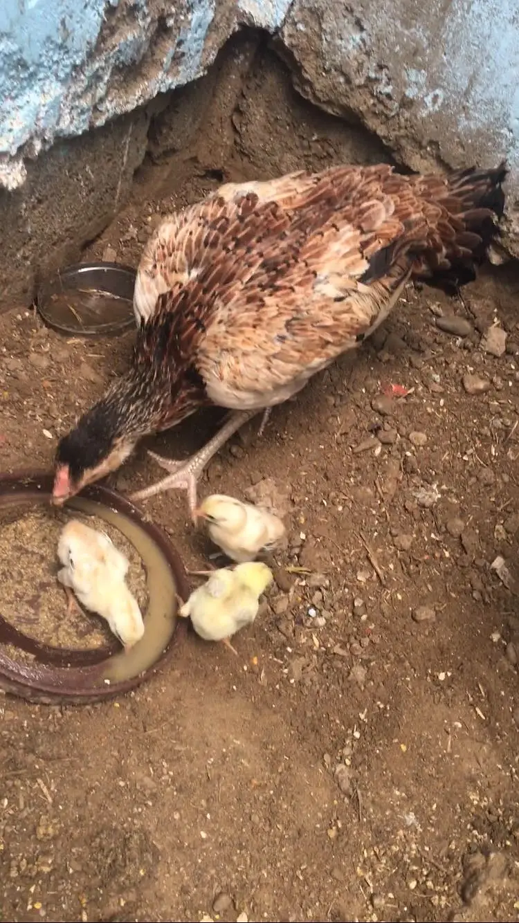 Hen with 3 chicks — photo 4