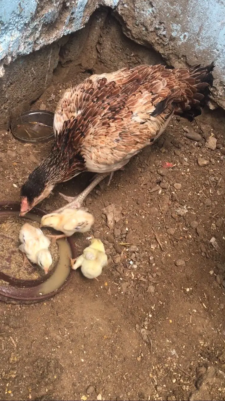 Hen with 3 chicks — photo 5