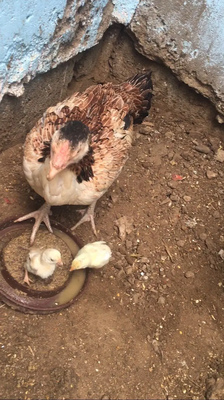 Hen with 3 chicks — photo 6