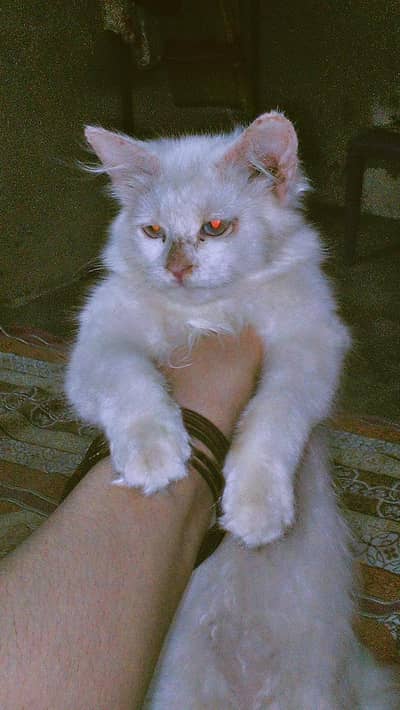 cat for sale