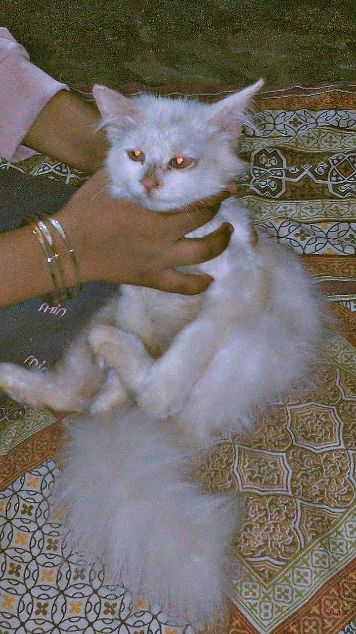 cat for sale — photo 2