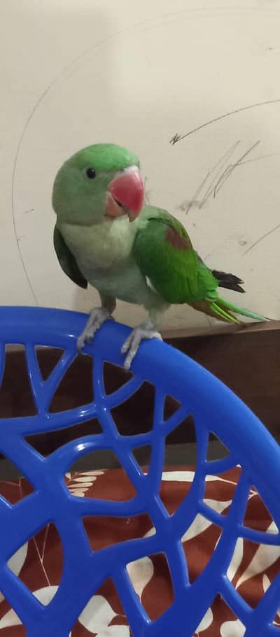 raw parrot hand tame