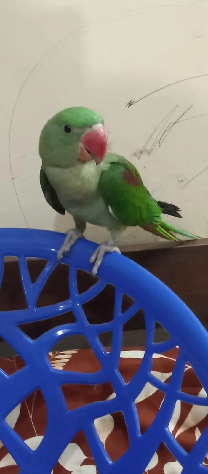 raw parrot hand tame