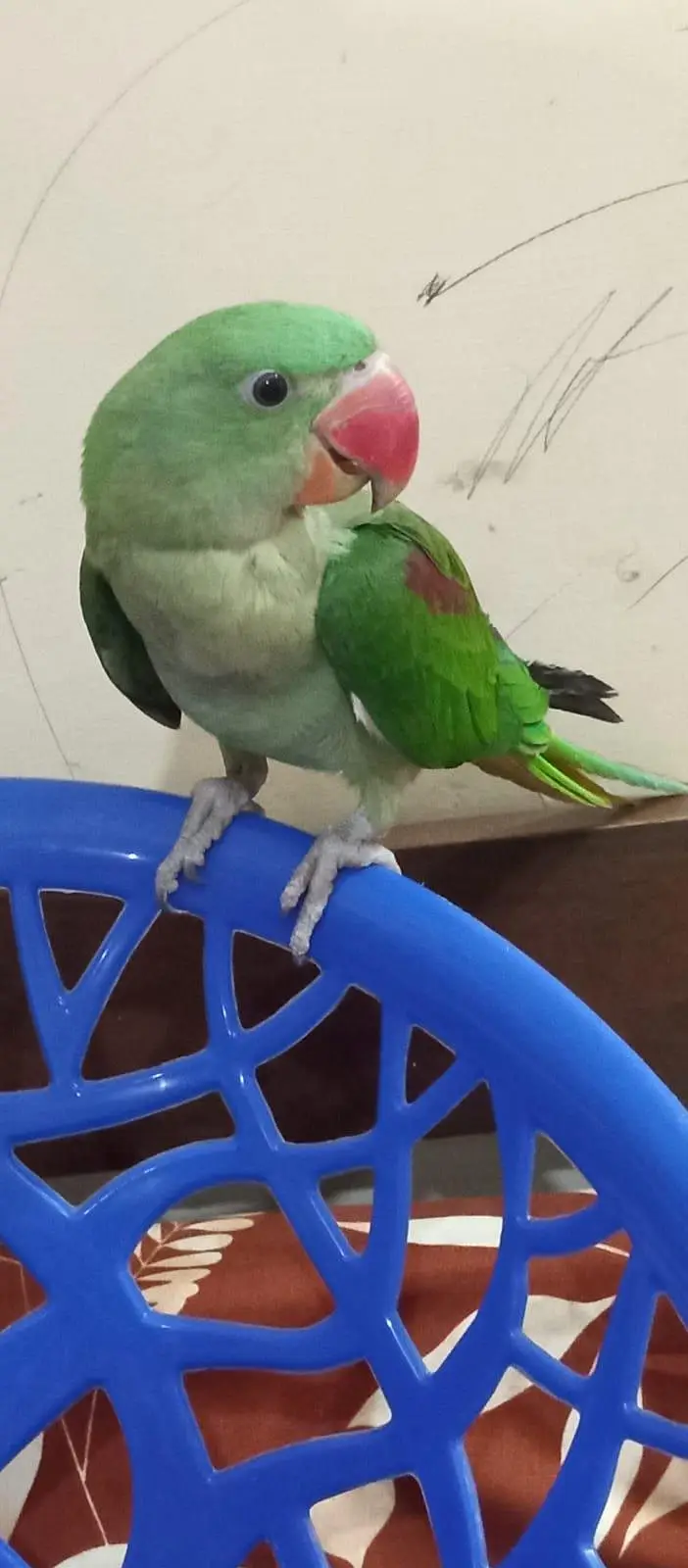 raw parrot hand tame — photo 2