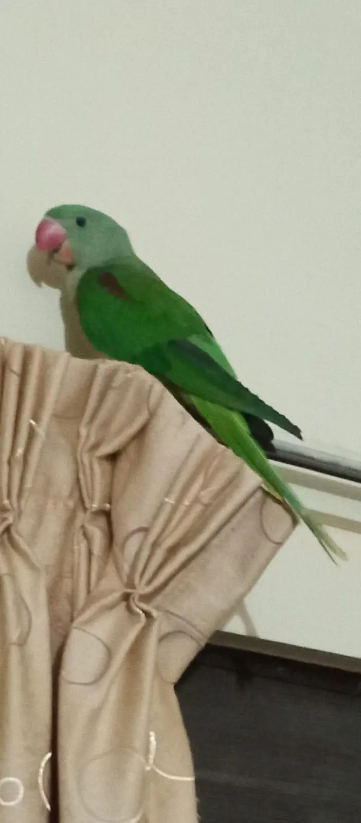 raw parrot hand tame — photo 3