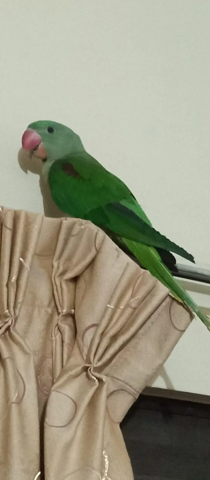 raw parrot hand tame — photo 4
