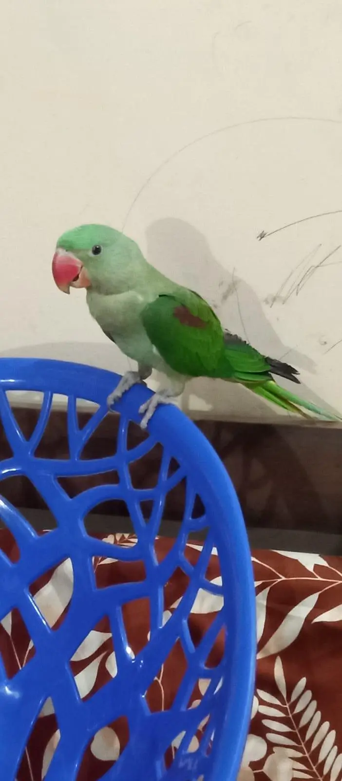 raw parrot hand tame — photo 5