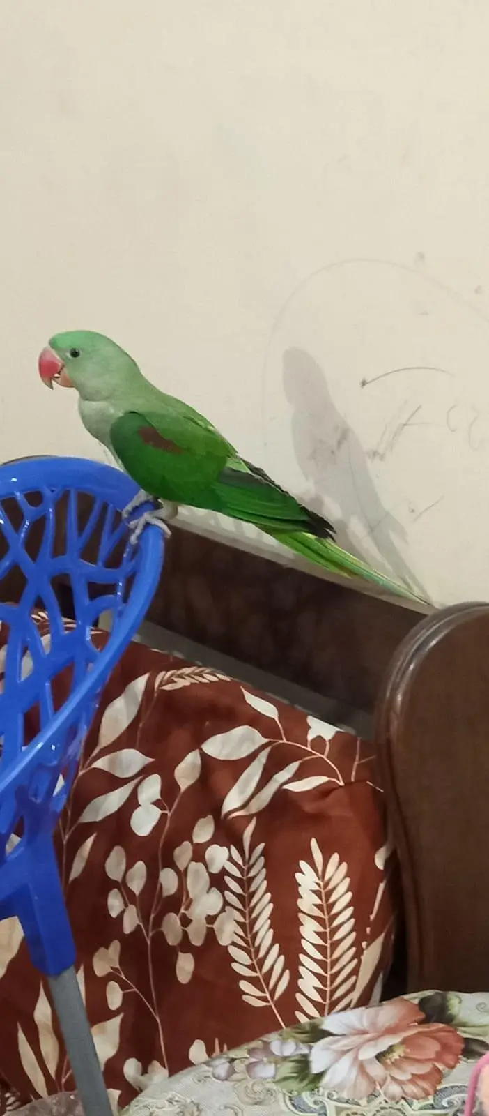 raw parrot hand tame — photo 6