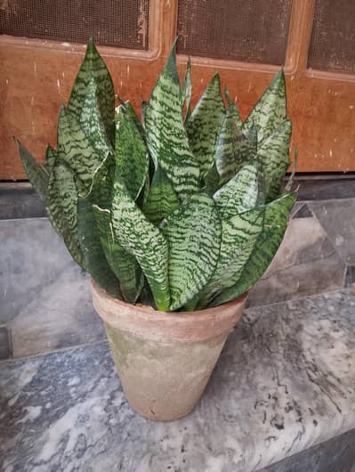 dwarf sansevieria plant