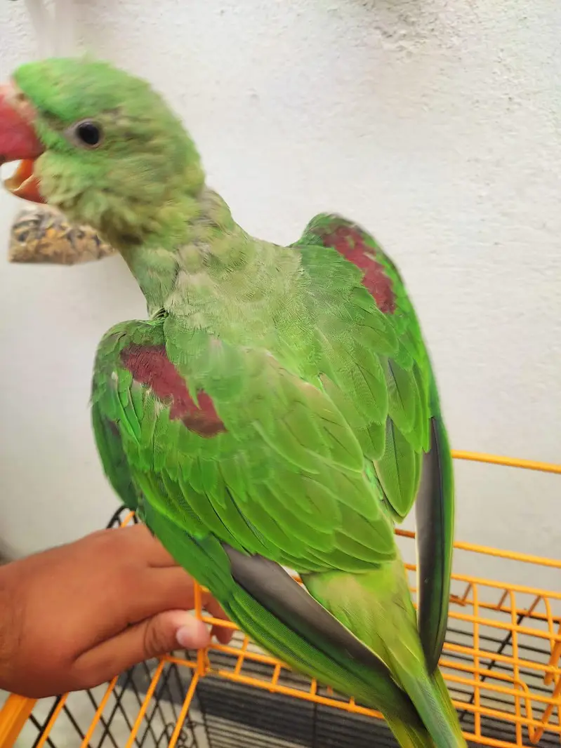 raw chick hand tame ha active — photo 2