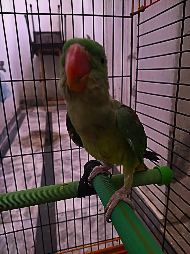 raw chick hand tame ha active — photo 3