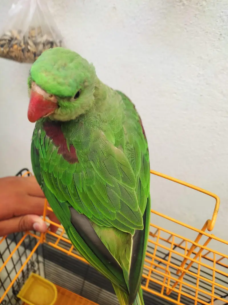 raw chick hand tame ha active — photo 4