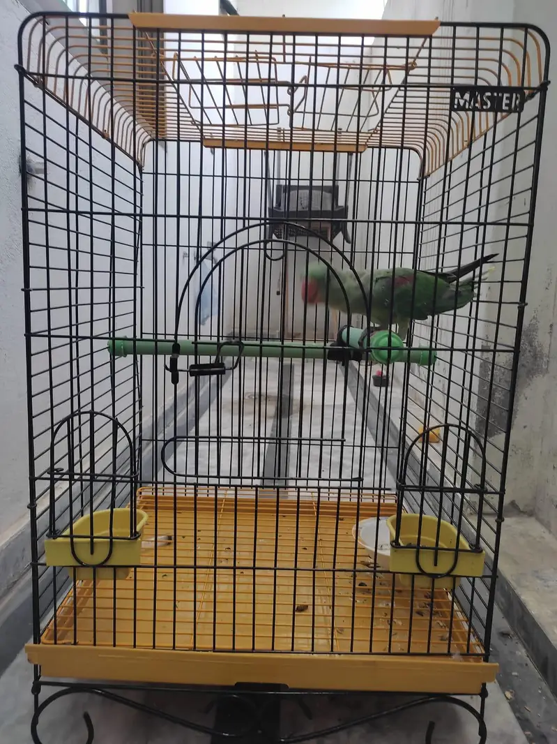raw chick hand tame ha active — photo 5