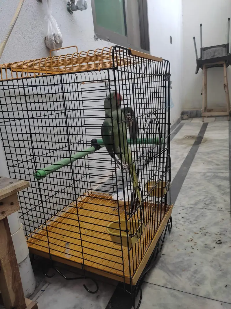 raw chick hand tame ha active — photo 6