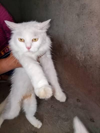 breeder pair for sale healthy urgent sale