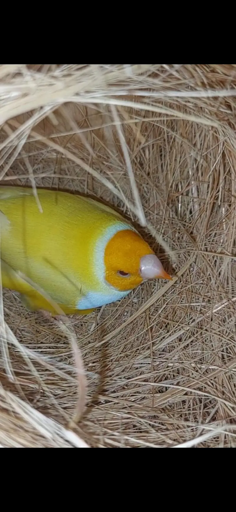 blue and red eyes gouldian — photo 3