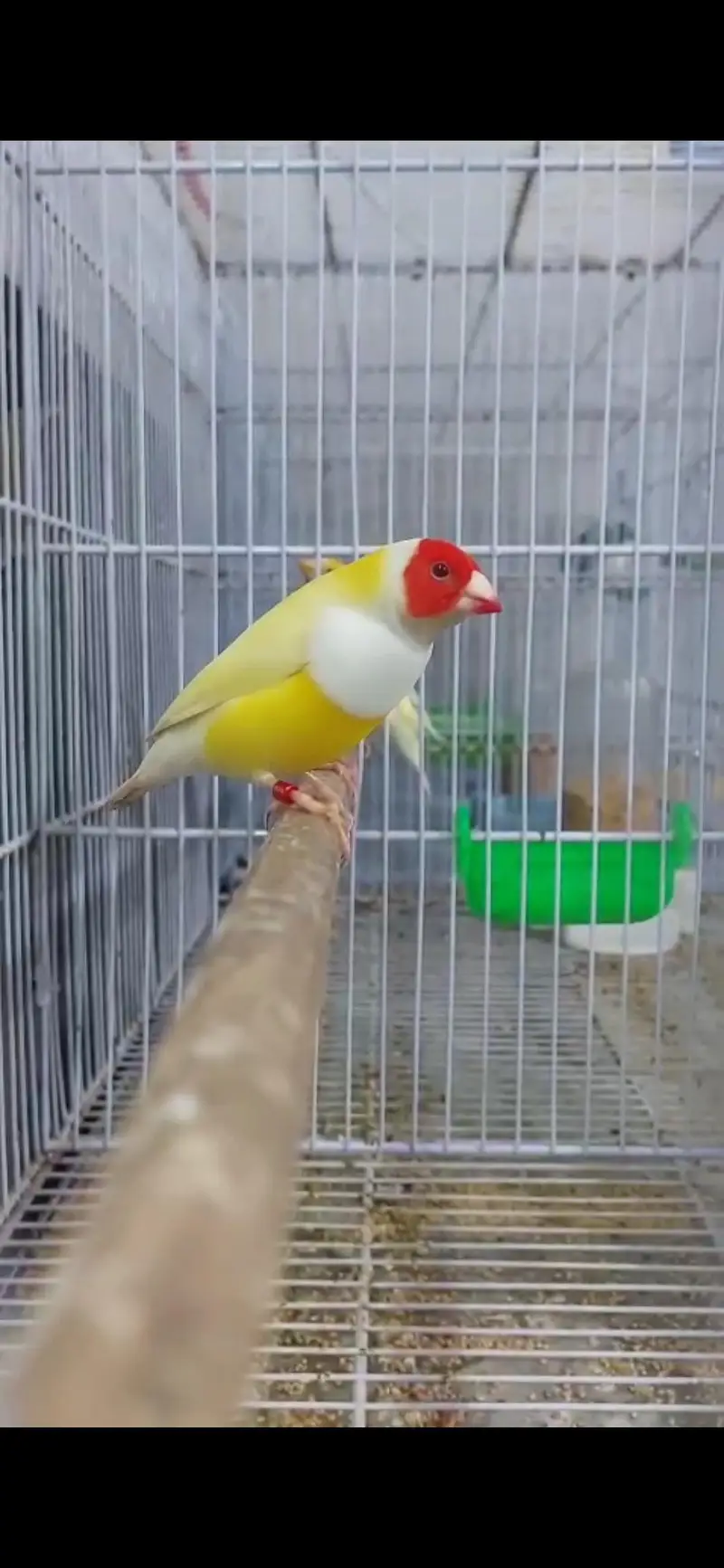 blue and red eyes gouldian — photo 5