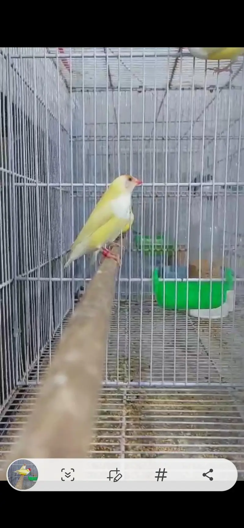 blue and red eyes gouldian — photo 8