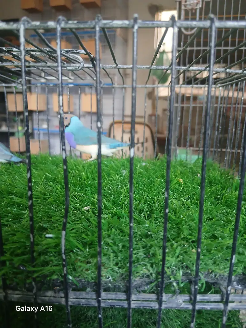 blue and red eyes gouldian — photo 11