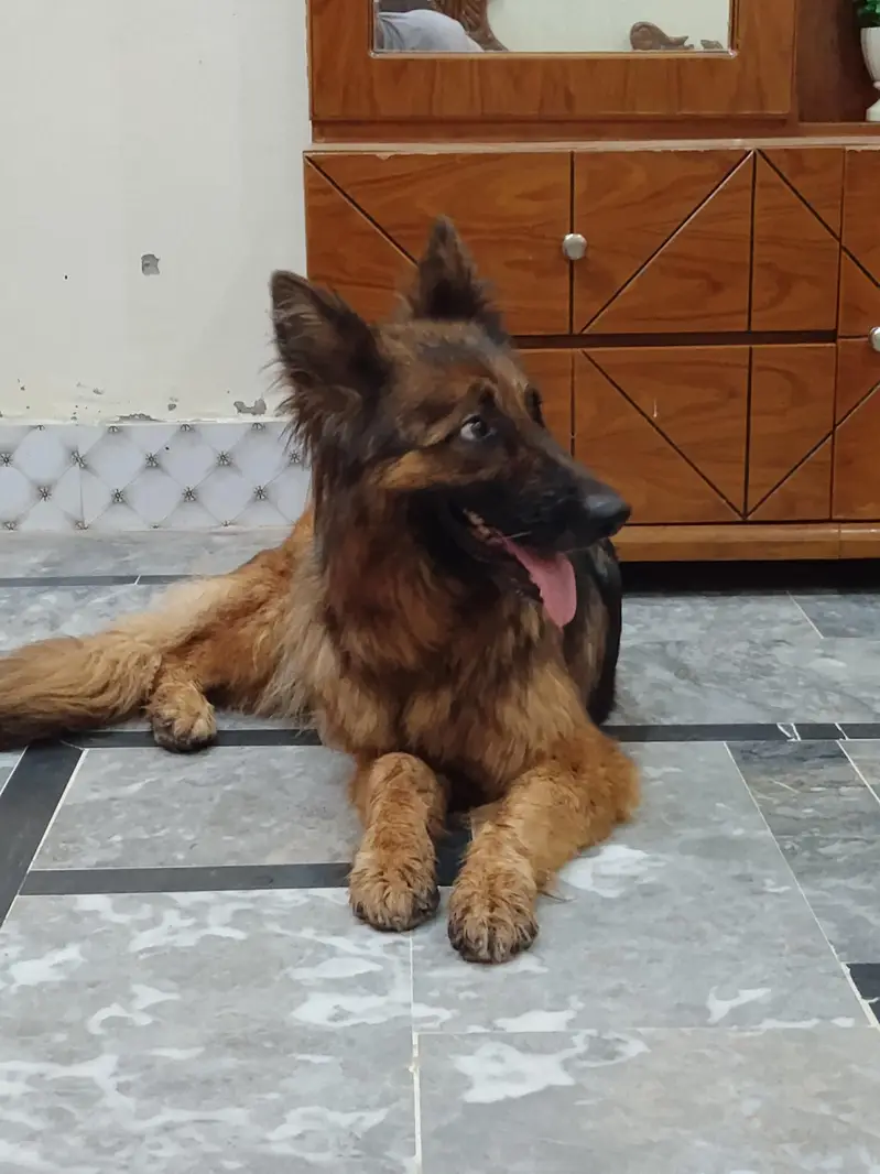 German shepherd 3ple coat breeder female — photo 2
