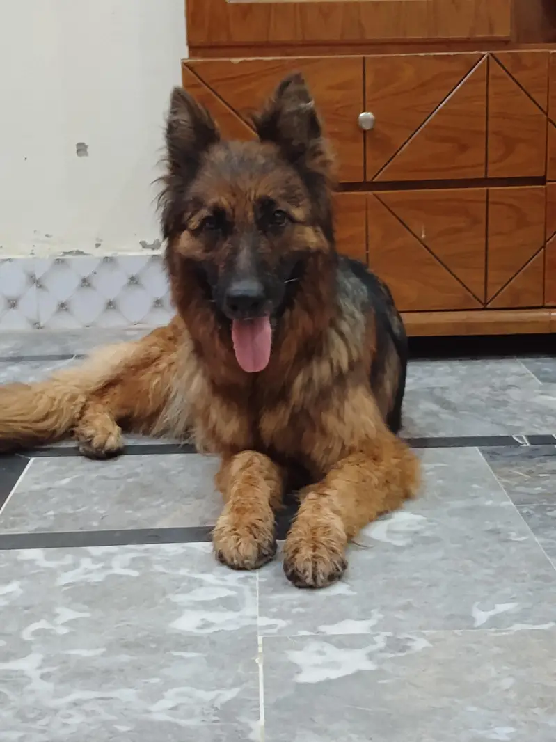 German shepherd 3ple coat breeder female — photo 3