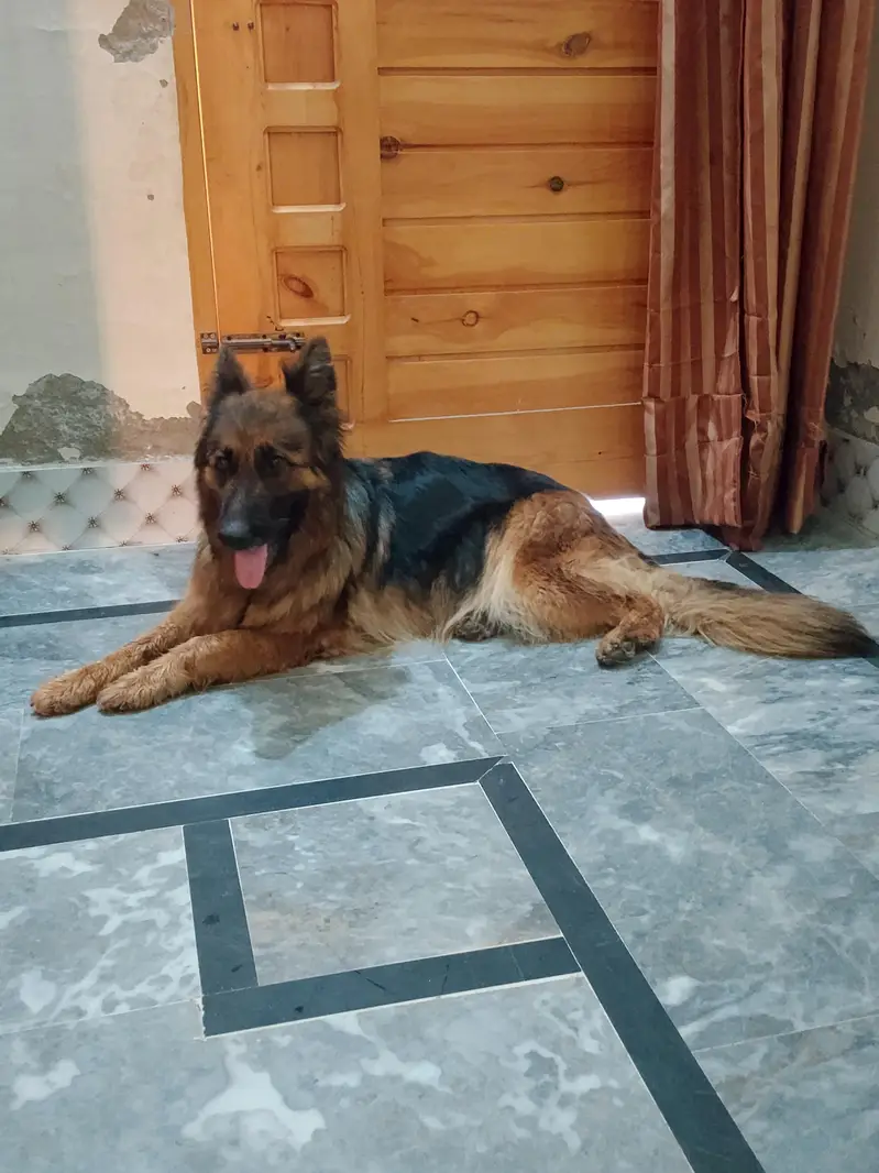 German shepherd 3ple coat breeder female — photo 4