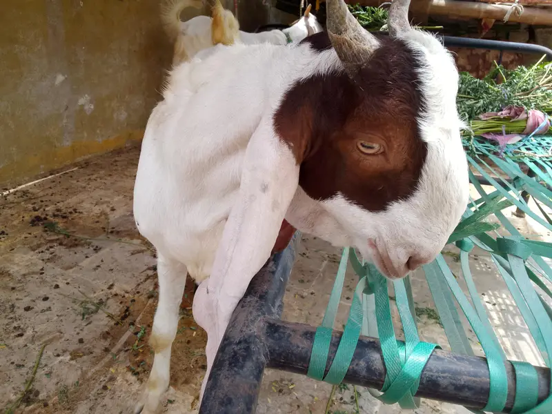 Gulabi Male 03102793323 — photo 3