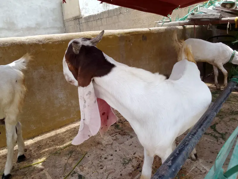 Gulabi Male 03102793323 — photo 4