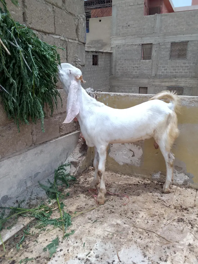 Gulabi Male 03102793323 — photo 6