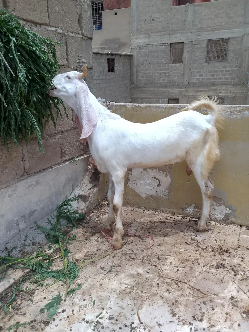 Gulabi Male 03102793323 — photo 7