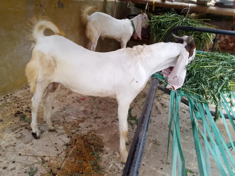 Gulabi Male 03102793323 — photo 9