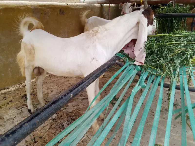 Gulabi Male 03102793323 — photo 10